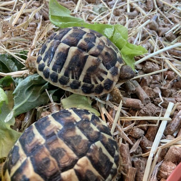 Rare Dwarf Hermann’s Tortoises buy2