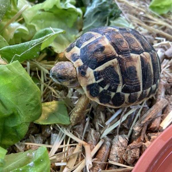 Dwarf Hermann’s tortoise