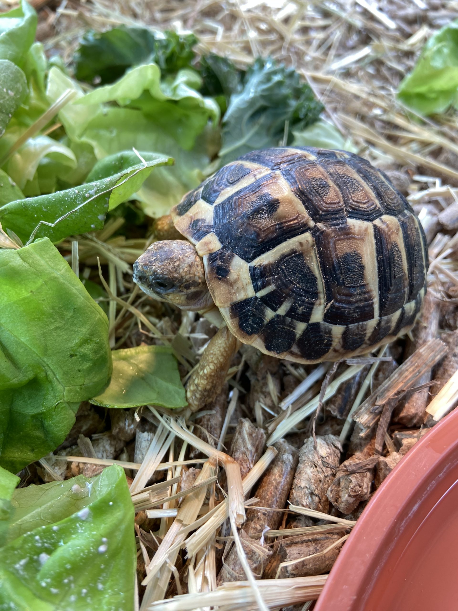 Dwarf Hermann’s tortoise