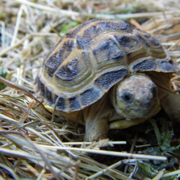 Garden tortoise Horsfields hatched 2021