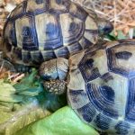 Hermann's Tortoises