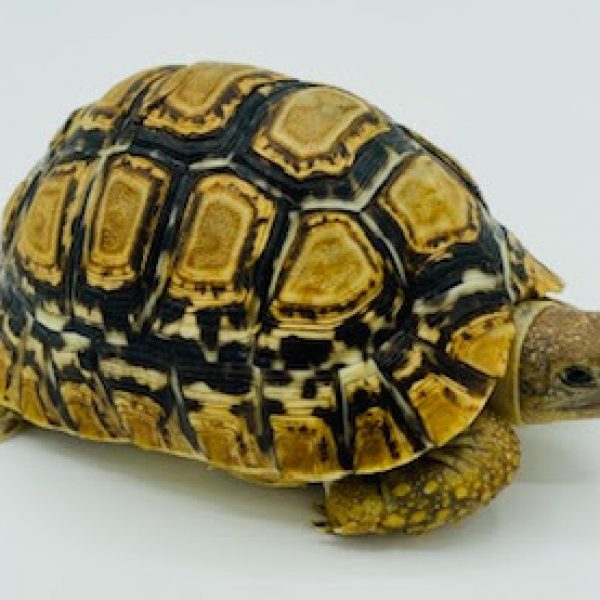 Cute Tropical Leopard Tortoise