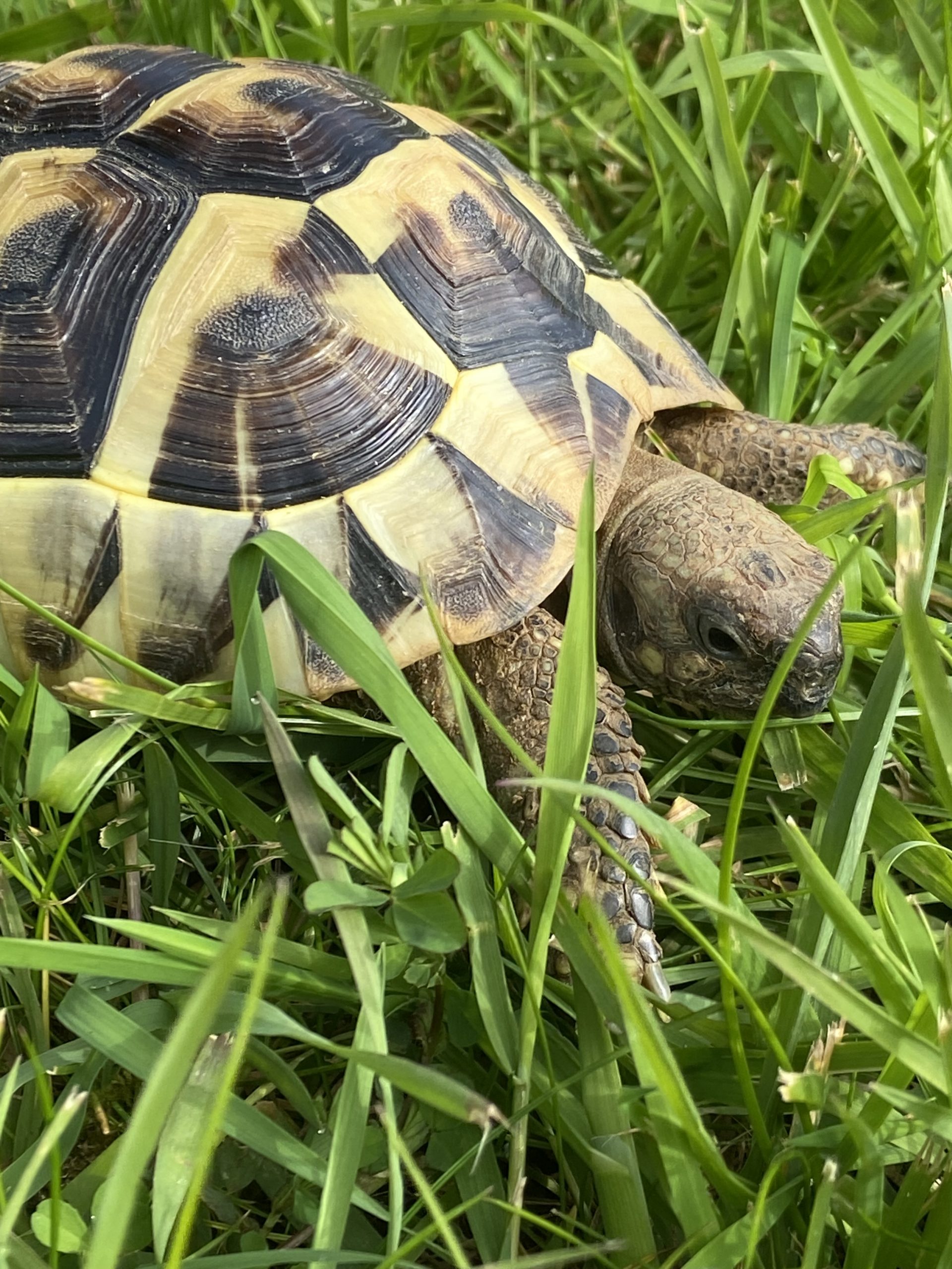 Hermann’s female garden tortoise