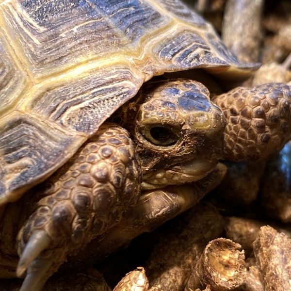 Horsfield Garden Tortoises captive bred in 2023