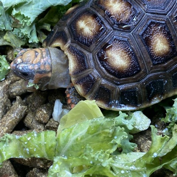 REDFOOTED Tortoises 2023 Captive bred