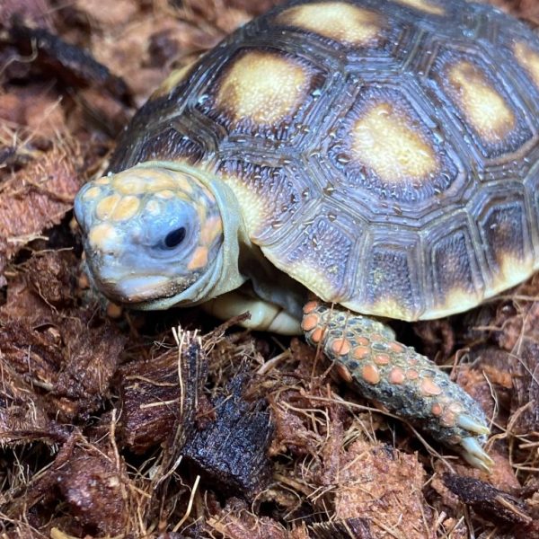 Redfooted tropical tortoises captive bred 2023.